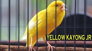 Download lagu KENARI JUARA: Suara Burung Kenari Yellow Kayong Jr Miliknya Mr. A'ek mp3