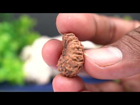 Rudraksha Product Image