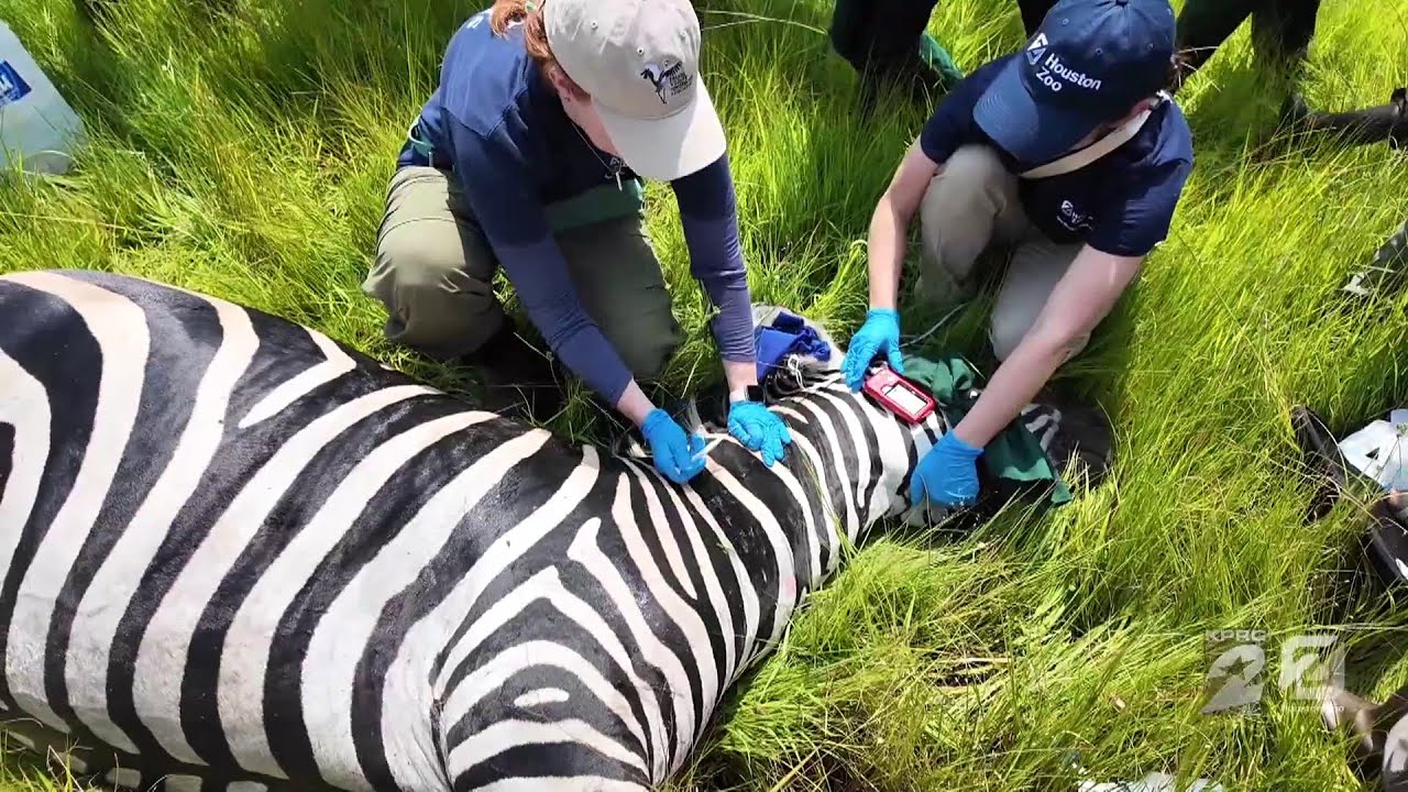 Saving Wildlife: Return to Rwanda (Segment 3 of 6)