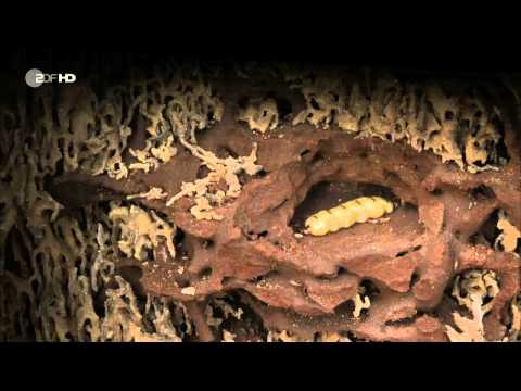 Terra X Faszination Erde - Wie das Leben lieben lernte HD (DOKUMENTATION 2014 / German)