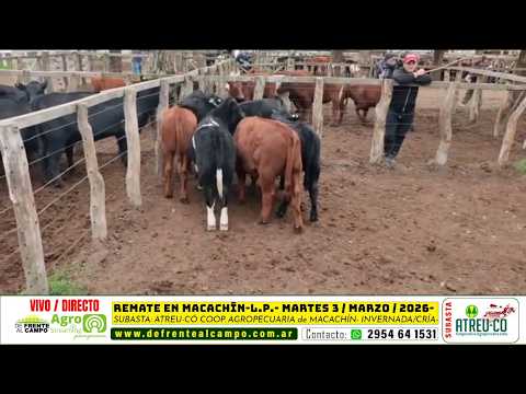 07-04-26 - Remate de la Cooperativa Agrícola Ltda. Atreu-co - Macachín, La Pampa