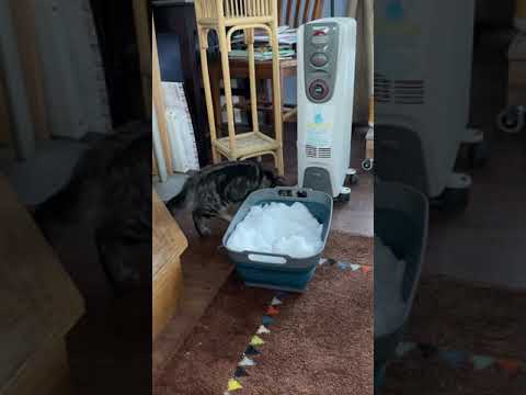 Lola thinks she is a Maine Coon cat!