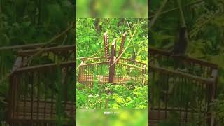 Download lagu PIKAT BURUNG CIBLEK LIAR PART 1 mp3 Download lagu PIKAT BURUNG CIBLEK LIAR PART 1 mp3