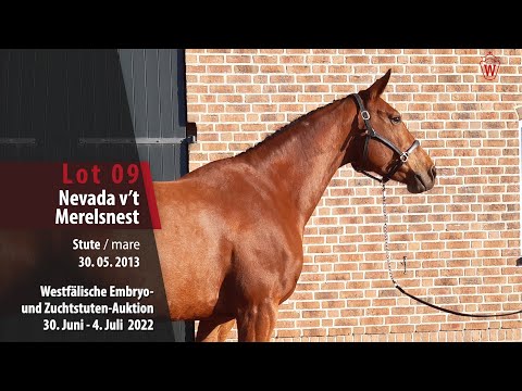Westfälische Embryo- und Zuchtstutenauktion Lot 09 Nevada v’t Merelsnest Stute v. Darco - Voltaire