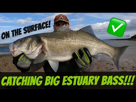 Insane Topwater Strikes | October Big Estuary Bass Fishing