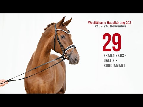 Hauptkörung 2021 Reitpferdehengste Kat-Nr. 29  Franziskus - Dali X - Rohdiamant