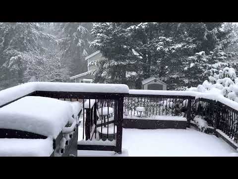 Lynnwood snow 12/26/21 11:30am