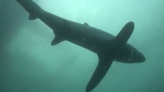 Thresher Shark C Kimud Shoal Philippines Feb 2024