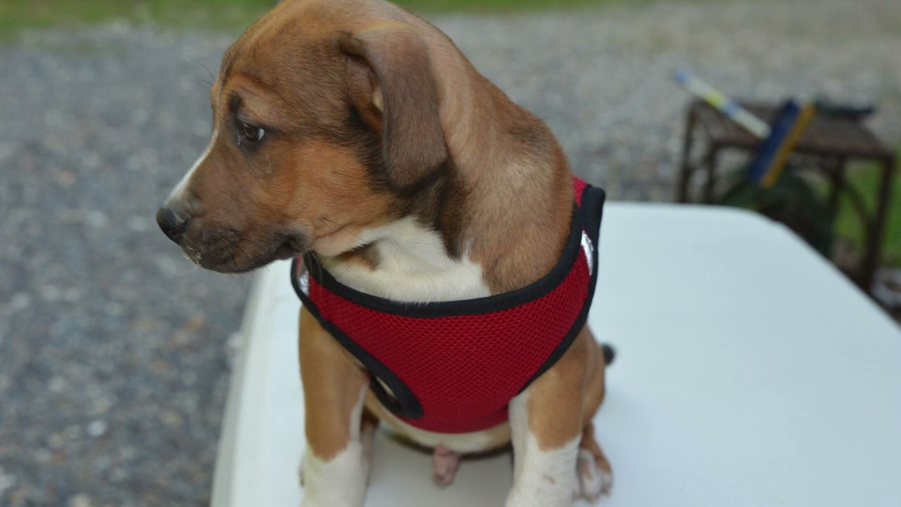 Enlarge Lucky Buck, a ADOPTABLE mixed breed in Hot Springs, AR video 6/6