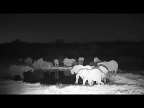 Djuma  Elephant herd with small ones get drink at the pan - 17:56 - 06/15/19
