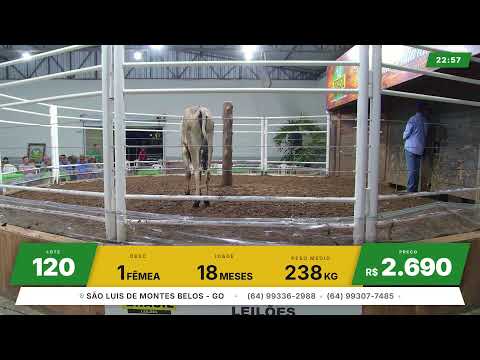 BRASIL LEILÕES - SÃO LUIS DE MONTES BELOS - GO -02/09/2026