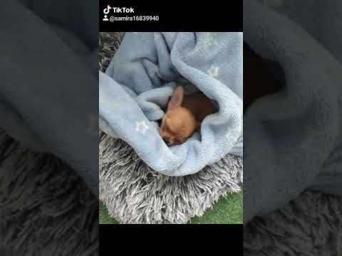 Mi perrita la grande I la de mi prima la bebe