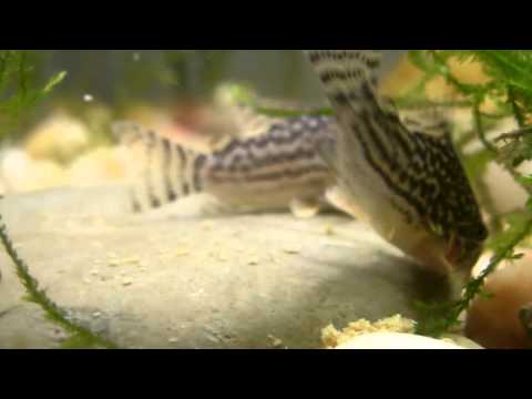 Super Cute! A pair of Corydoras agassizii (Spotted Cory) Feeding