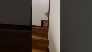 甘えたいのに降りてこない猫#ショート #cat
