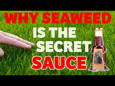 Why you should use this fertiliser to get an amazing lawn