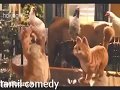 Garfield 2 Tamil Sema Comedy Part2