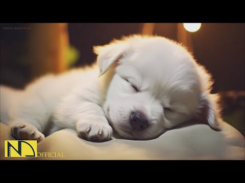20 HOURS of Dog Calming Music🦮💖Dog Relax Music🐶🎵Anti Separation Anxiety Relief Music⭐ NadanMusic