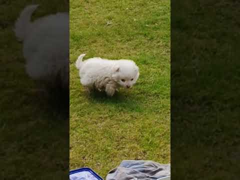 Little paws on patrol 💕🐶