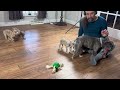 Frenchton dogs for sale: Jellybean - Video 1