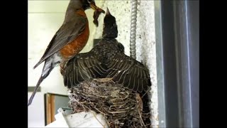 Baby Robin Growing - 18 Days In 6 Minutes