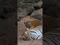 Tiger Cub Cuddles With Mommy