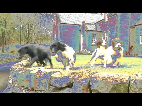 Fieldsports Britain – Drumlanrig Castle dogs and the search for pigeons, rabbits and deer