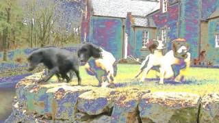 Fieldsports Britain – Drumlanrig Castle dogs + pigeons, rabbits and deer, episode 65