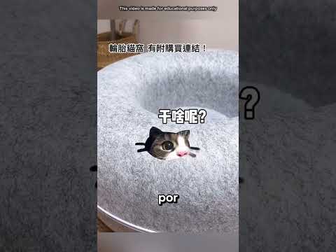 😱 O gatinho tomou conta da cama nova! O que aconteceu depois foi imperdível! 😂🐱 #shorts