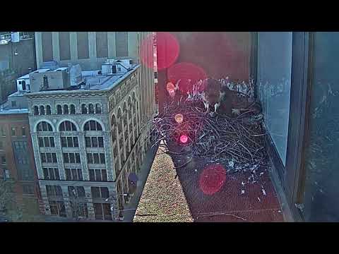 Washington Square Park Hawks: Bobby and Sadie nest action March 10th & 11th, 2018