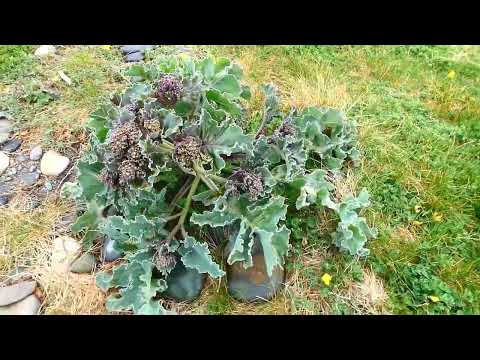 Sea Kale