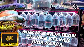Download lagu REVIEW OF SULTAN FISH, CHANNA BARCA, AND CHANNA AURANTI AT THE JATINEGA ORNAMENTAL FISH MARKET, E... mp3