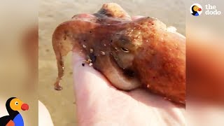 Tiny Octopus Thanks Rescuer with An Ink Goodbye + Other Amazing Sea Creature Rescues | The Dodo