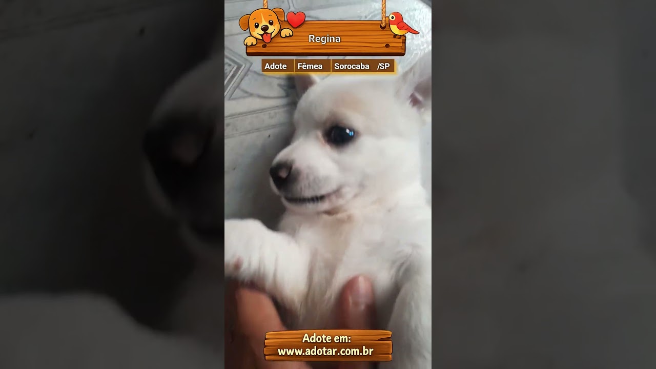 Cachorro raça SRD-ViraLata idade 2 a 6 meses nome Regina