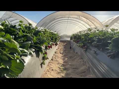 Inspire. Feb2025. Our exclusive strawberry variety.