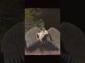 Amenadiel Grew His Wings Back But At The Cost Of Charlotte S Life Movie Shorts Viral