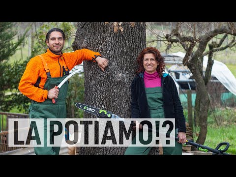 POTARE una QUERCIA SECOLARE in Tree Climbing 🌳