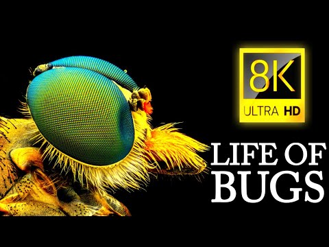 LIFE OF BUGS 8K ULTRA HD
