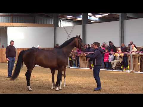 18 Stutfohlen v. Zoom