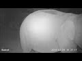 2017 - [camera trap] Elephant Activities at Night