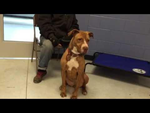 Cocoa, an adopted American Staffordshire Terrier & Hound Mix in Yonkers, NY_image-1