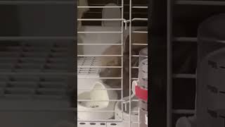 寝落ちした瞬間我に帰るウサギ　#ペット #おもしろ #うさぎ #うさぎのいる暮らし