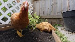 Prolapsed Chicken Vent (Stuck/Bound Egg) - My Experience - Warning Graphic