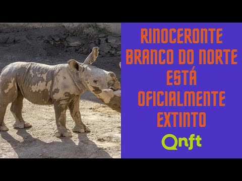 Neymar e sua Suíte Luxuosa no Santos, Torresmo na Churrascaria e as Aventuras de um Professor Condenado