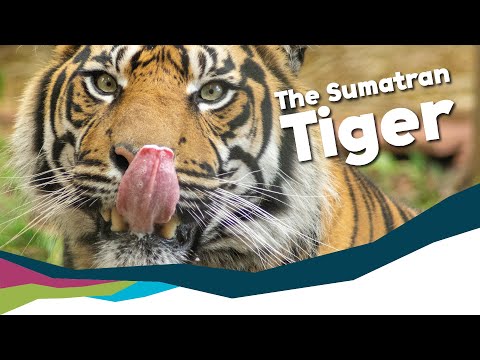 The smallest tiger? - Sumatran Tigers Need To Know Facts [Paignton Zoo]