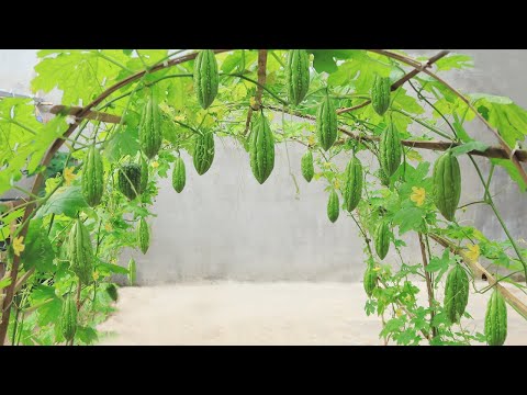 Let s grow bitter melon for your family this way it s very fruity and easy to make