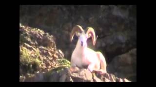 Team Bigraxx- Zac Bishop's Dall Sheep Hunt