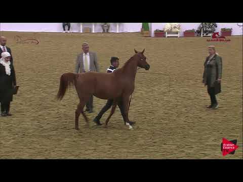 N 125 RIHAB AL SHAQAB   2019 Al Shaqab Arabian Horse Show Festival   Mares 4 6  Years Old Class 5A