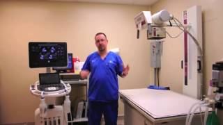 What's It Like in a 24-Hour Vet Hospital