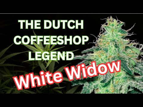 The Coffeeshop Connoisseur: White Widow's Story