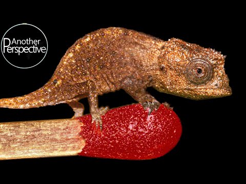 The smallest Chameleon in the World